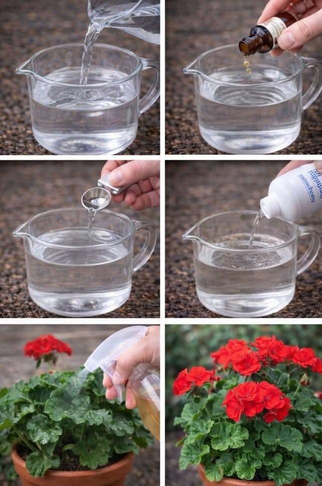 En enkel metod för snabb och riklig odling av pelargoner.