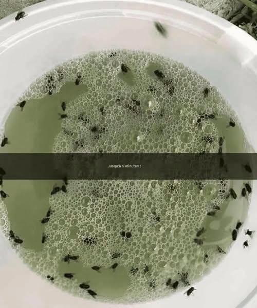 Säg adjö till irriterande insekter med detta hemgjorda naturliga insektsmedel.