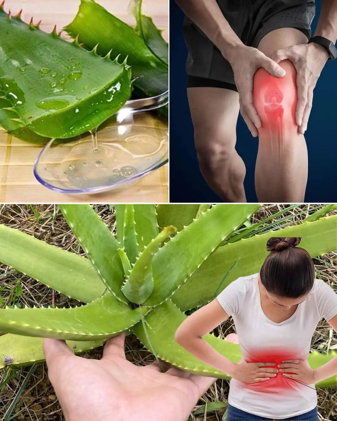 16 hälsoproblem där Aloe Vera blir din välbefinnandepartner