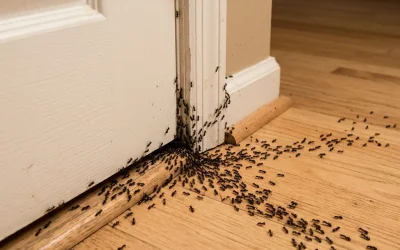 Finns det en gömd skylt i ditt hus? Vad det plötsliga uppkomsten av myror verkligen avslöjar