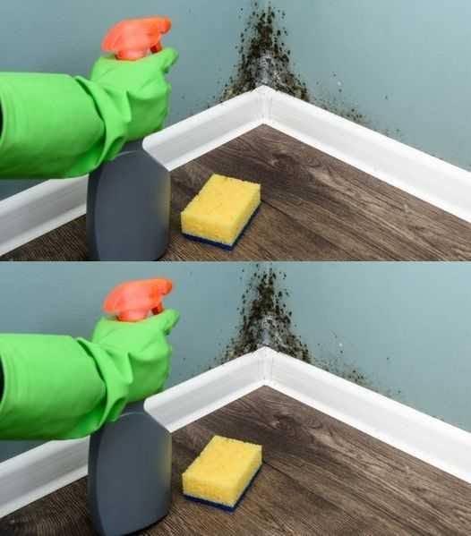 En metod för att ta bort fukt och mögel från väggar på bara några minuter