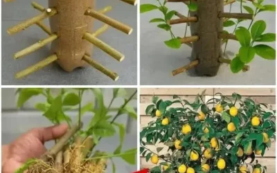 Hur man förökar citronträd professionellt – 99 % framgång garanterat!