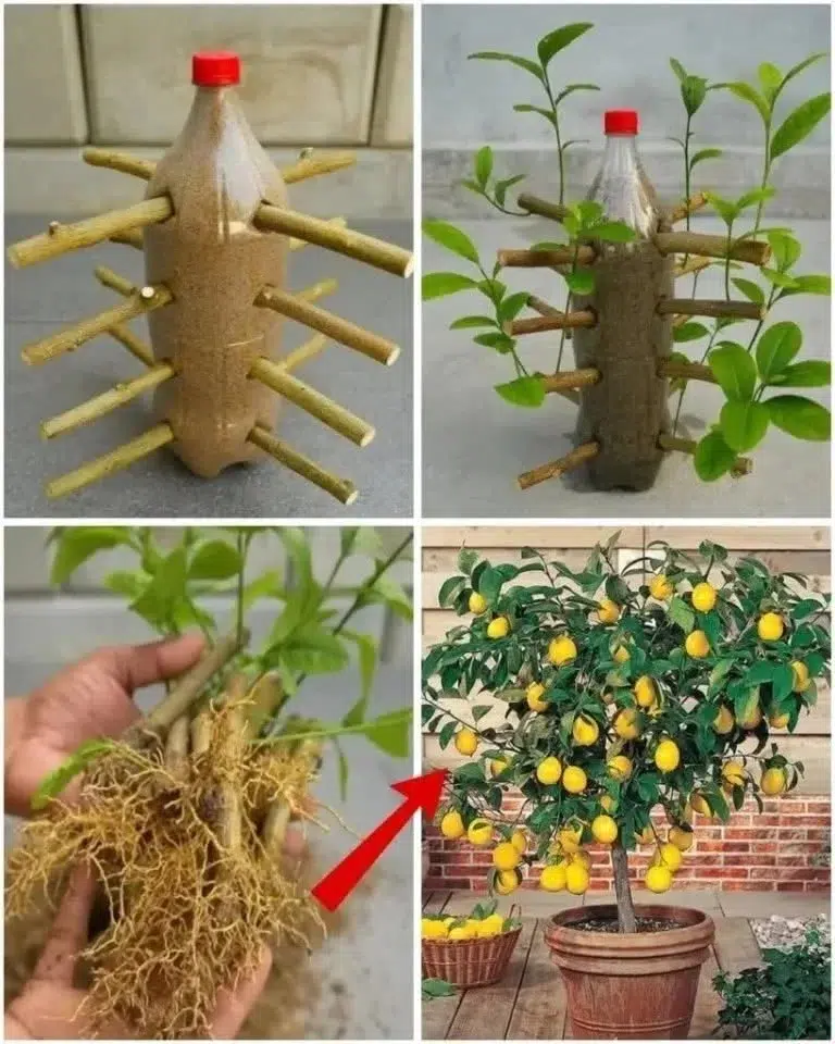 Hur man förökar citronträd professionellt – 99 % framgång garanterat!