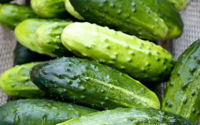 🥒 Läkare avslöjar att gurksallad kan orsaka… – är det verkligen värt att oroa sig för?