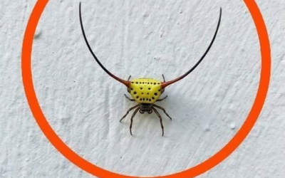 Igår kväll gick jag ut till garaget, tände lampan och såg det här på väggen… 😳
