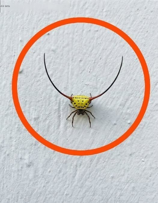 Igår kväll gick jag ut till garaget, tände lampan och såg det här på väggen… 😳