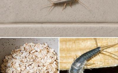 Figyelem! Ha ezt a rovart (ezüstös pikkelyűt) találta otthonában, az annak a jele, hogy intézkednie kell