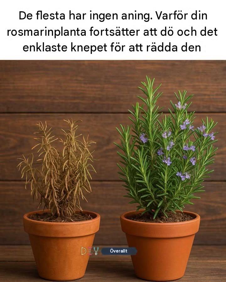 De flesta har ingen aning. Varför din rosmarinplanta fortsätter att dö och det enklaste knepet för att rädda den
