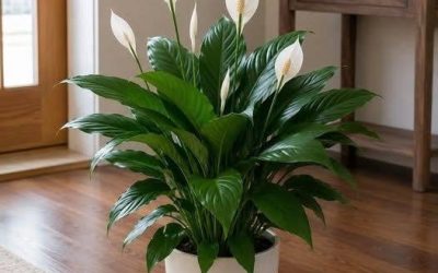 Bara 1 kopp får fredsliljor att blomma som galningar (även de fula)