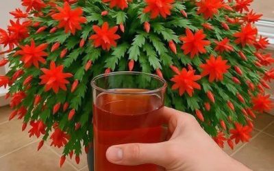 De mest effektiva knepen för att få julkaktusen att blomma året runt