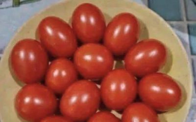 Prova visiva! Conta i pomodori. Låter det 12 eller 13?