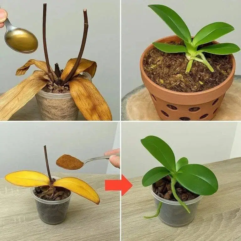 Strö en sked på döda orkidérötter! Den kommer plötsligt att vakna till liv igen och blomma året runt