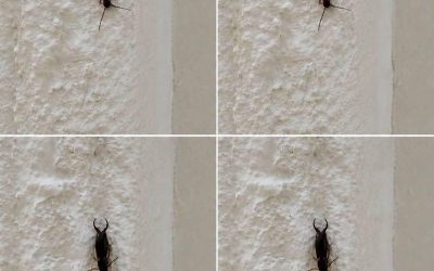 Varning! Om du hittar den här insekten i ditt hem är det ett tecken på att… 🐜 Vad du bör veta