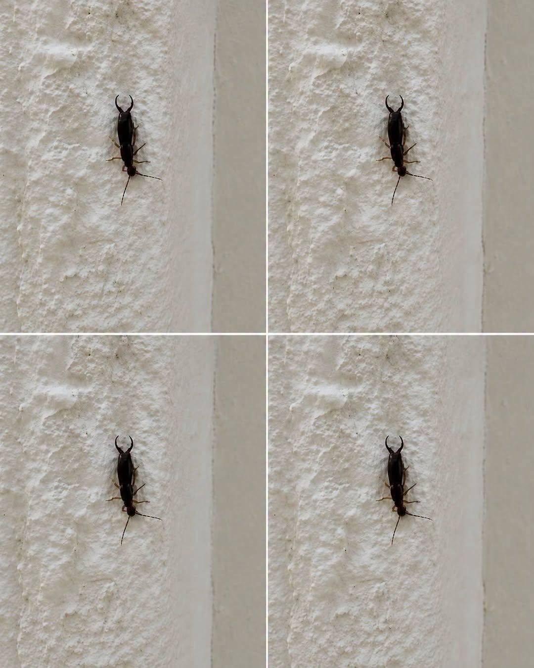 Varning! Om du hittar den här insekten i ditt hem är det ett tecken på att… 🐜 Vad du bör veta
