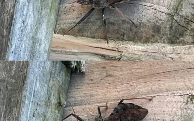 Det är inte nödvändigtvis farligt: ​​de flesta insektsbett eller stick läker av sig själva inom några dagar. Men eftersom du inte vet vilken sorts insekt det var är det värt att hålla ett öga på din pappa.