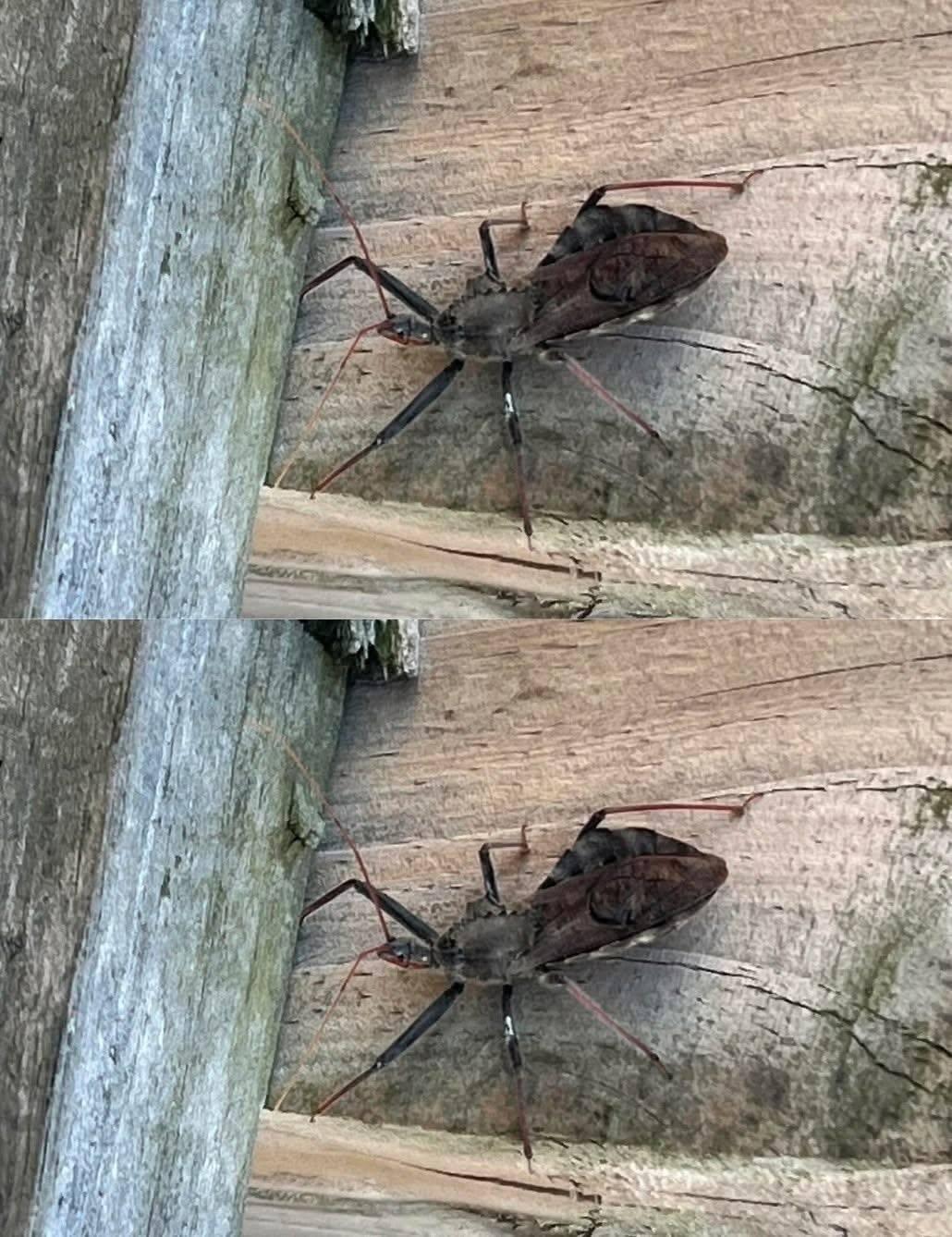Det är inte nödvändigtvis farligt: ​​de flesta insektsbett eller stick läker av sig själva inom några dagar. Men eftersom du inte vet vilken sorts insekt det var är det värt att hålla ett öga på din pappa.