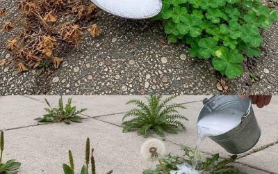 Naturlig och kraftfull hemlagad ogräsbekämpning
