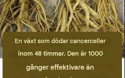 Denna rot förstör 98% av mag-, tarm-, bukspottkörtel- och andra cancerformer.