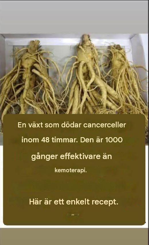 Denna rot förstör 98% av mag-, tarm-, bukspottkörtel- och andra cancerformer.