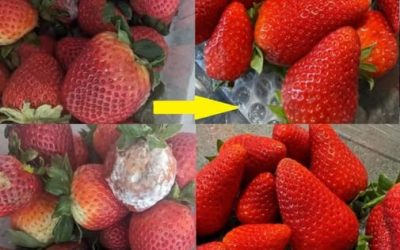 Hur man håller jordgubbar🍓 färska längre – Slut på mosighet!