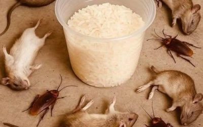 🐭🪳 Bli av med möss och kackerlackor naturligt – enkla husmetoder