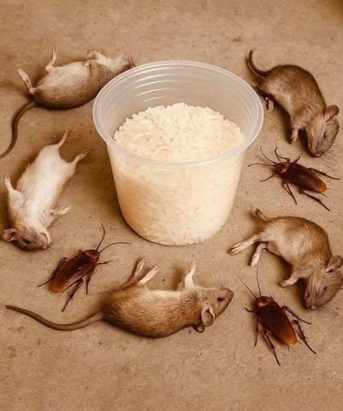 🐭🪳 Bli av med möss och kackerlackor naturligt – enkla husmetoder