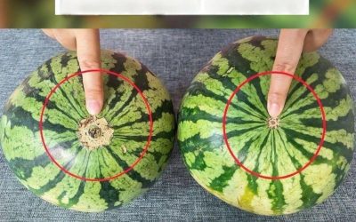 Sluta med bleka vattenmeloner! Här är en garanterad visuell guide till att hitta den sötaste frukten på marknaden.