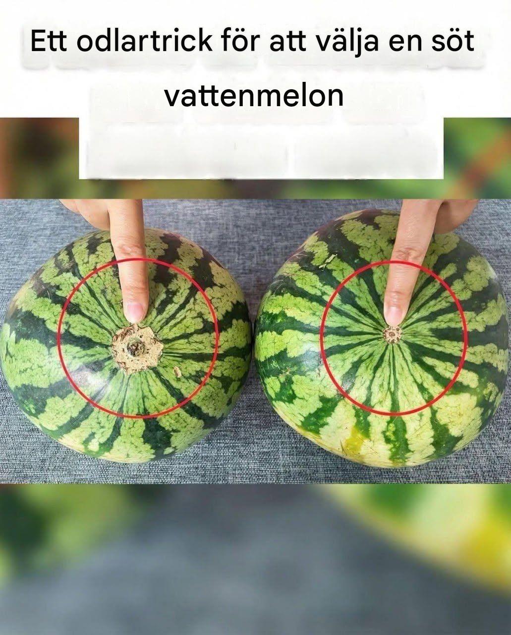 Sluta med bleka vattenmeloner! Här är en garanterad visuell guide till att hitta den sötaste frukten på marknaden.