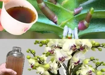 Bardzo liściasta orchidea; Denna produkt kostar 10 till 100 %.