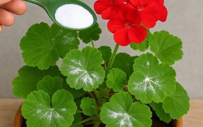Så här får du pelargoner fulla av blommor: du måste vattna dem så här för att de alltid ska frodas
