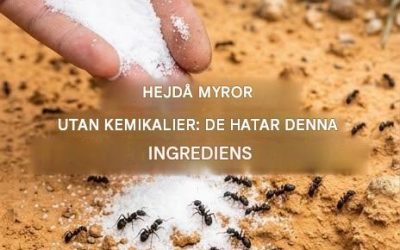 Myror tål det inte! Använd det för att hålla dem borta för gott.