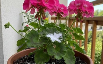 Bara en sked räcker för att få en växt att blomma med så många blommor (vilken växt som helst).