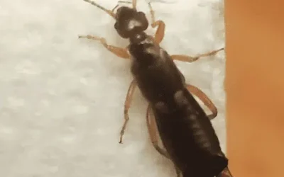 Hogyan szabaduljunk meg a pörköktől éggi sözöny közával