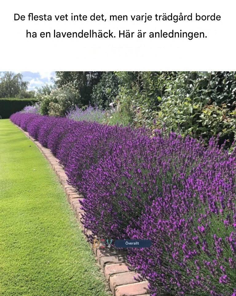 De flesta vet inte det, men varje trädgård borde ha en lavendelhäck. Här är anledningen.