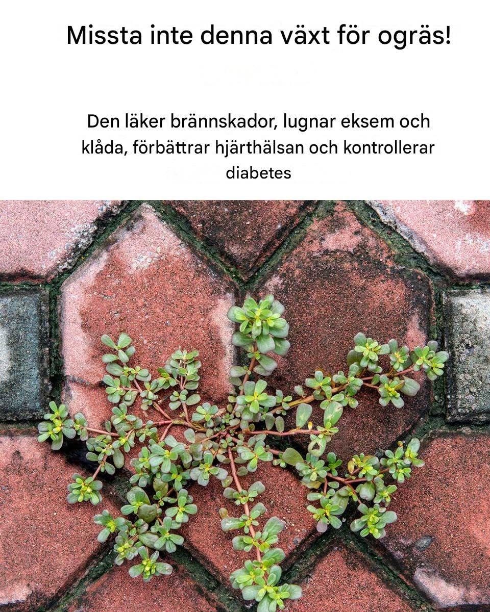 Missta inte portlak för vanligt ogräs – en liten växt med många användningsområden