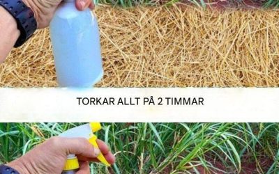 Bästa hemlagade herbiciden: Giftfri lösning (torkar ogräs inom 2 timmar)