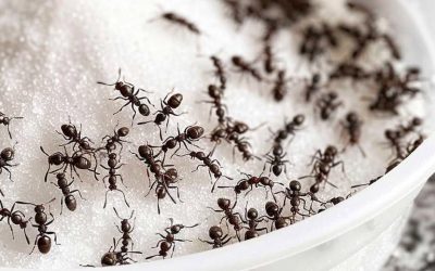 Effektiv gör-det-själv-lösning för myrdödning: Hur man gör och använder den säkert