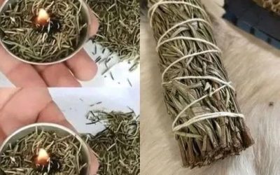 Upplev fördelarna med aromaterapi hemma med brinnande rosmarin
