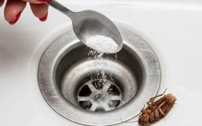 3 utmärkta naturliga botemedel för att hålla kackerlackor borta från ditt hem