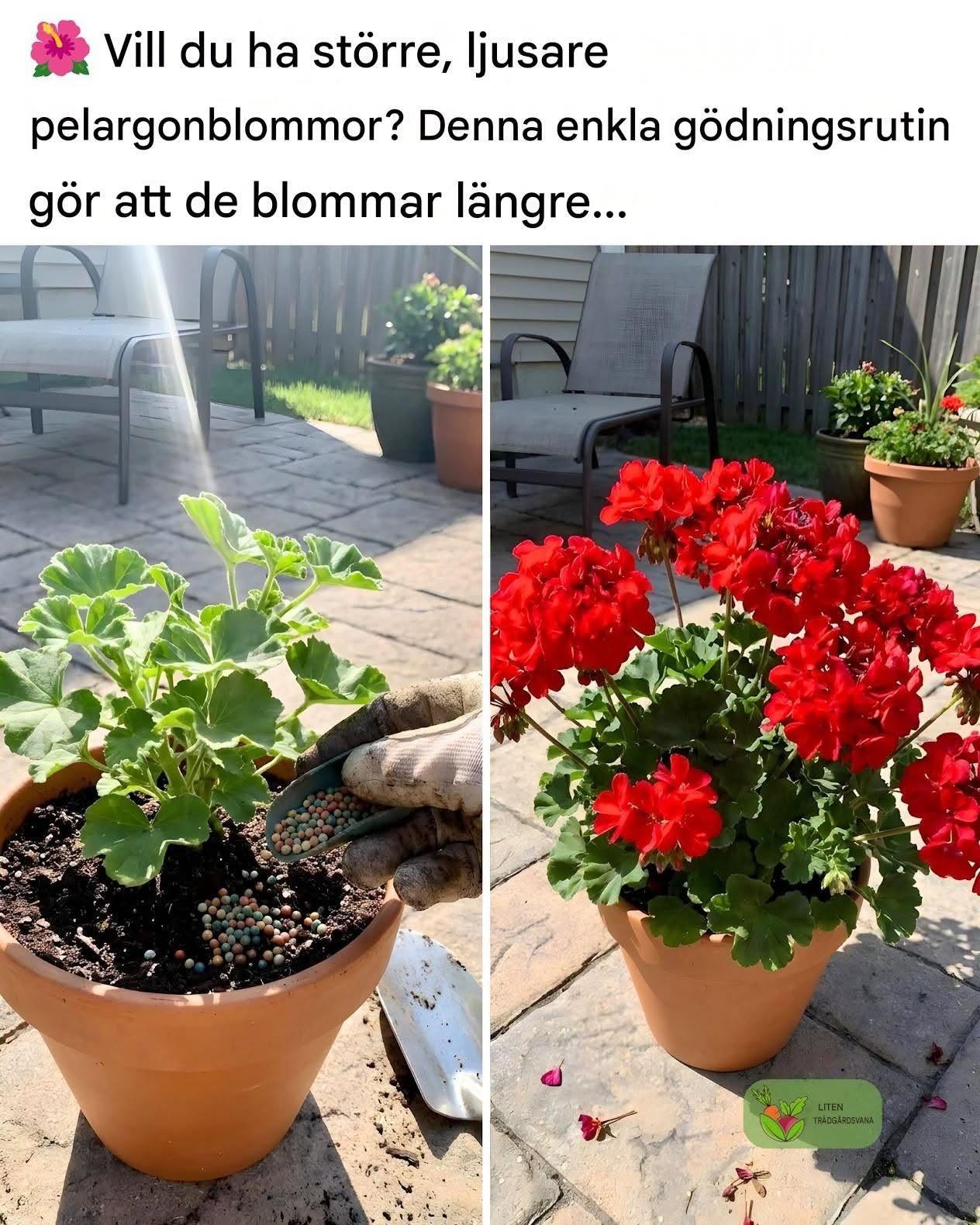 Hur man gödslar pelargoner för fylliga, livfulla blommor hela sommaren
