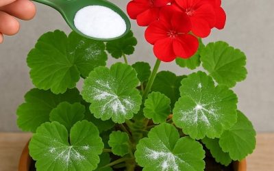 Så här får du pelargoner att blomma: Vattna dem så här: