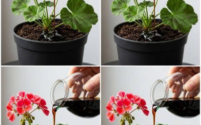 Do this and your geraniums will be able to bloom almost continuously for over a year.