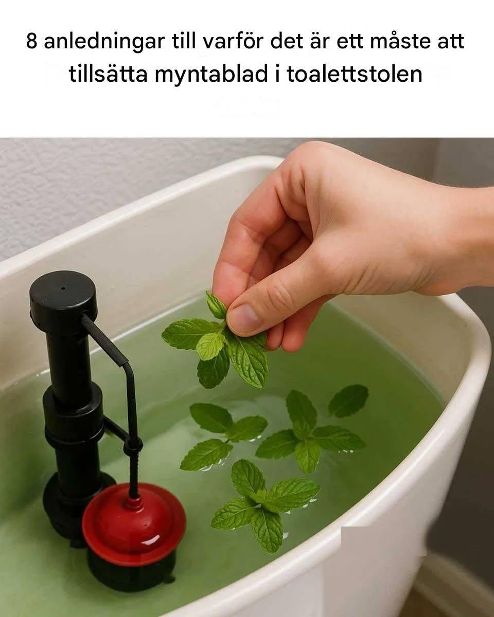 8 anledningar till varför det är ett måste att tillsätta myntablad i toalettstolen