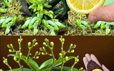 Varför ha citron på orkidéer?