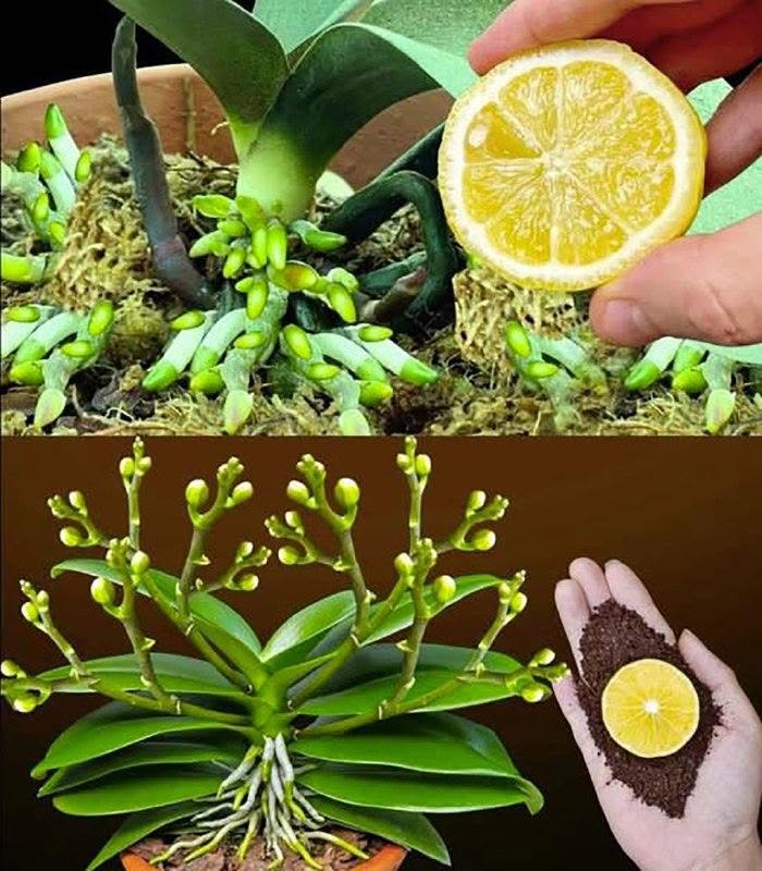 Varför ha citron på orkidéer?