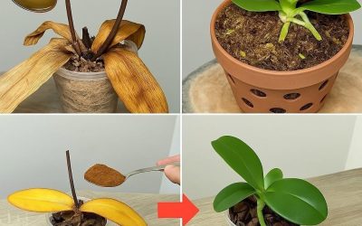 Strö 1 matsked på orkidéns döda rötter! Plötsligt väckt till liv blommar den året runt.