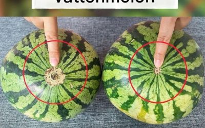 Inga fler smaklösa vattenmeloner! Här är den idiotsäkra visuella detaljen att kontrollera för att få hem den sötaste frukten på marknaden.