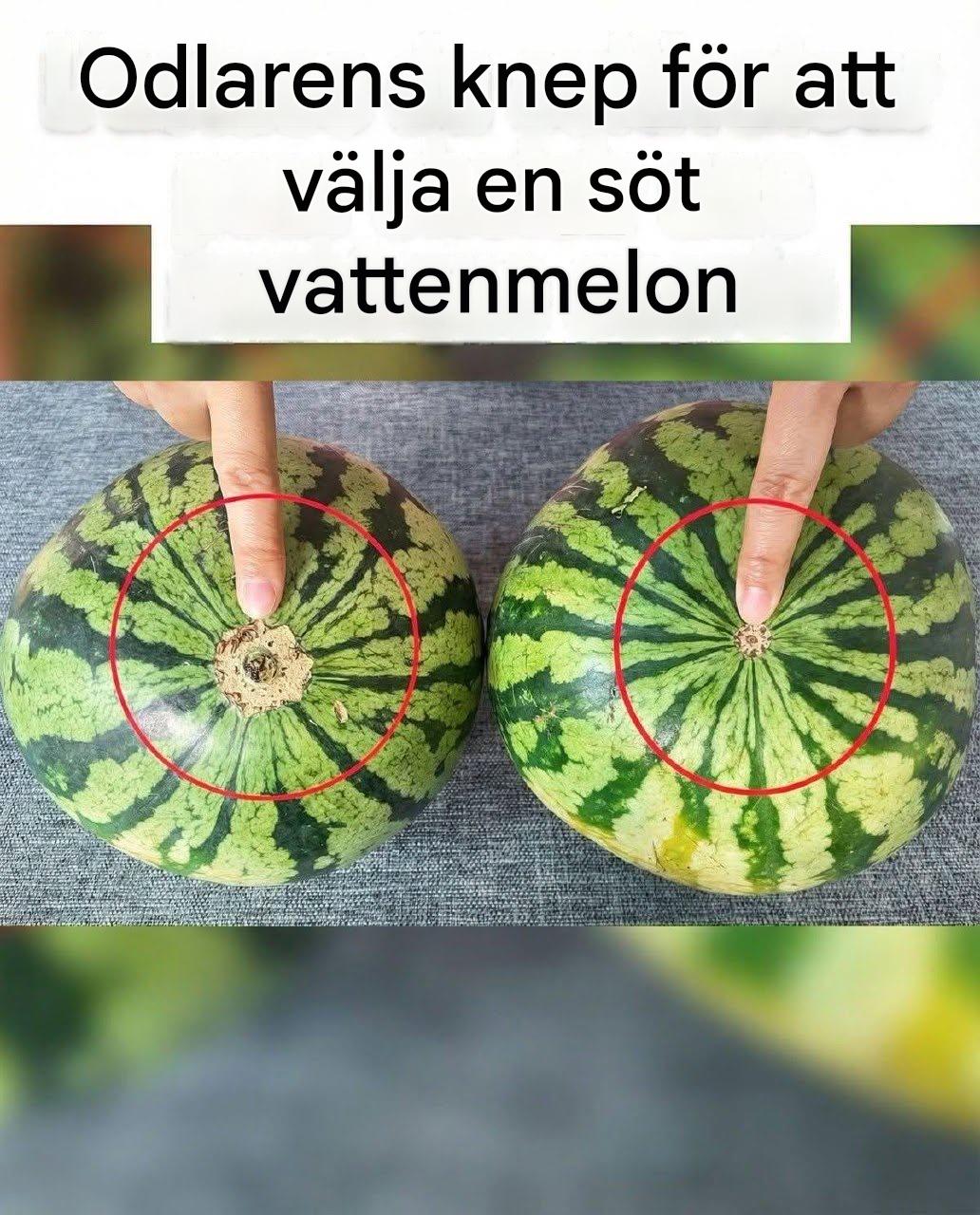 Inga fler smaklösa vattenmeloner! Här är den idiotsäkra visuella detaljen att kontrollera för att få hem den sötaste frukten på marknaden.
