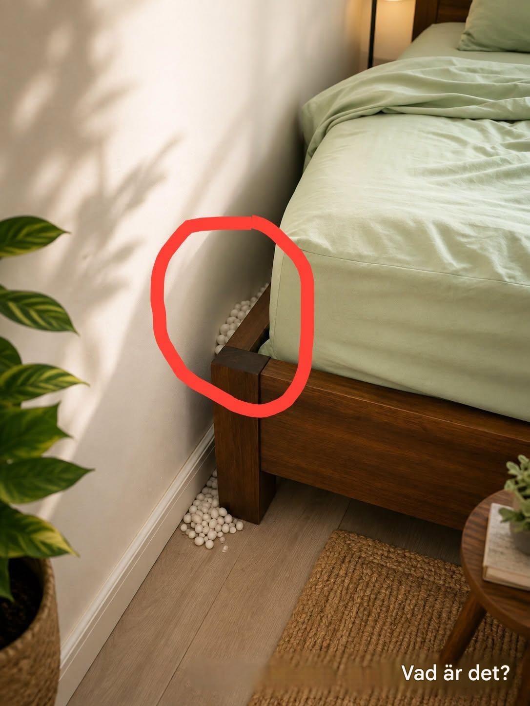 De där vita kulorna nära sängen: geckoägg eller bara mossa att ersätta?
