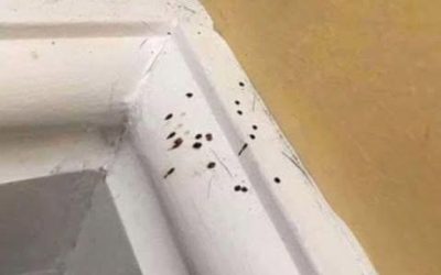 Vad är dessa konstiga svarta prickar i ditt kök
